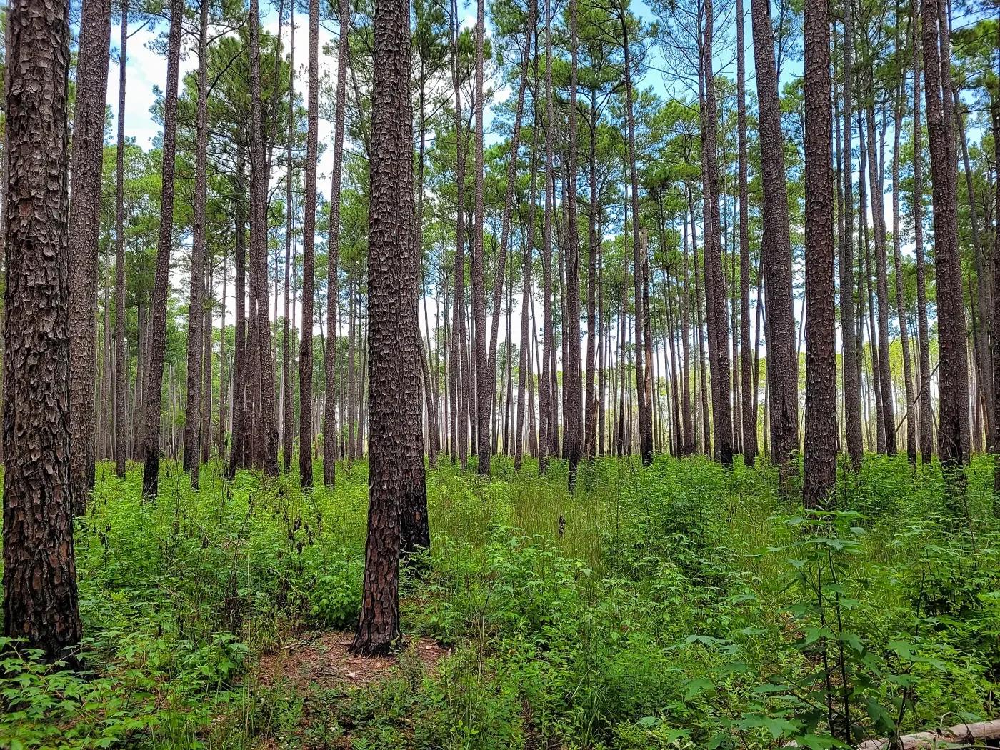 Congaree National Park - 52110705776.jpg