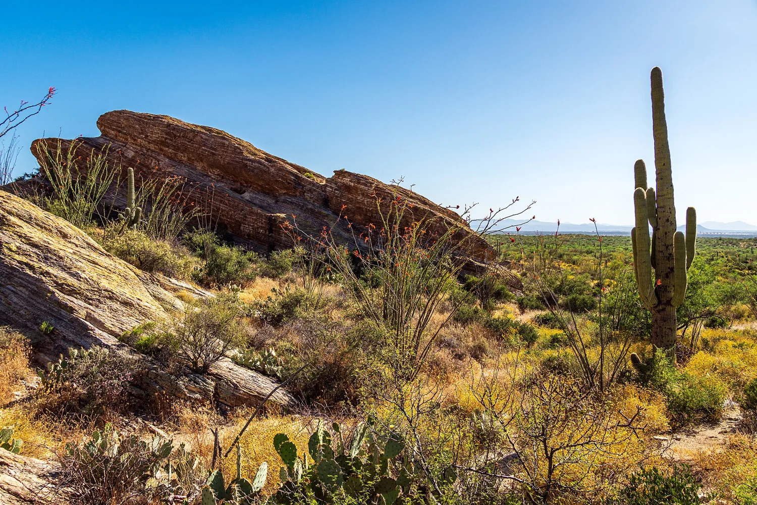 Saguaro National Park East, Arizona, USA 2024 5.jpg