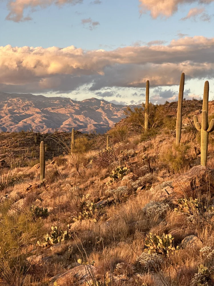 Destination inspiration for Tucson & Sonoran Desert