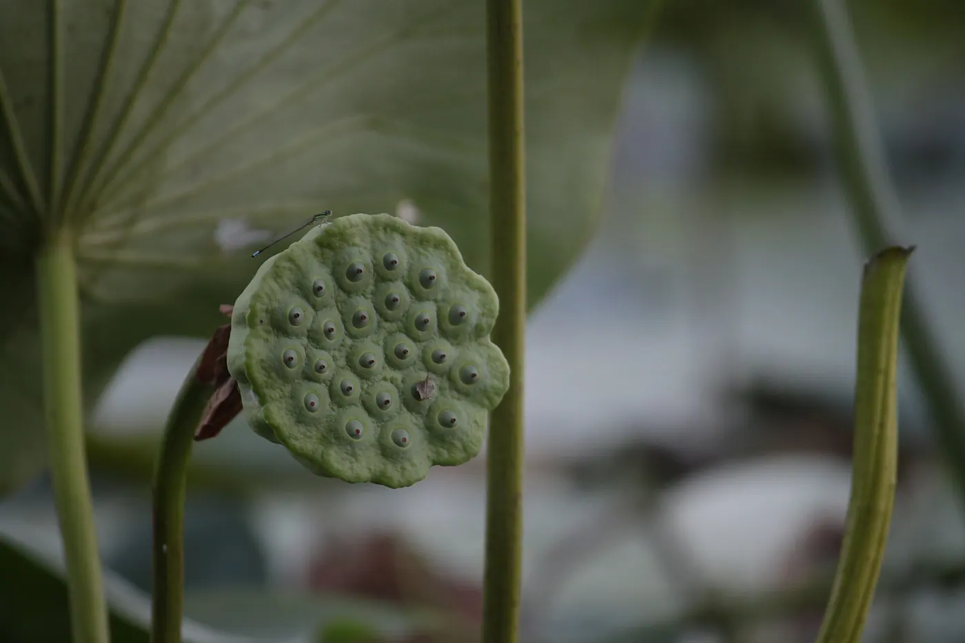 Dubuque & the Mississippi — American Lotus in Dubuque, IA Mississippi River