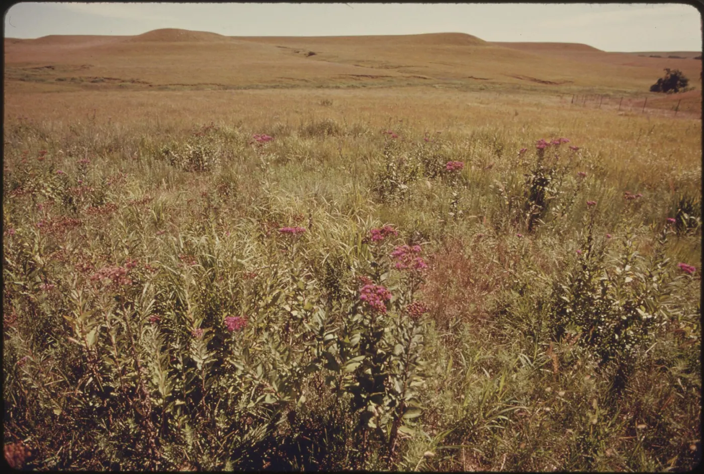 Flint Hills Tallgrass — A VIEW OF A PORTION OF KONZA PRAIRIE, 1,000 ACRES OF VIRGIN TALLGRASS PRAIRIE NEAR MANHATTAN, KANSAS - NARA - 557189