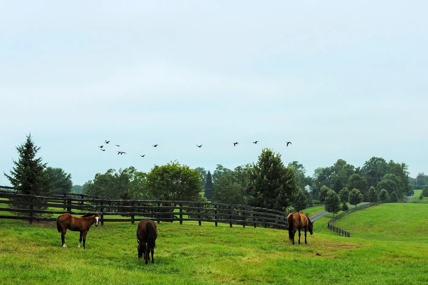 Kentucky — A horse farm in Lexington, Kentucky