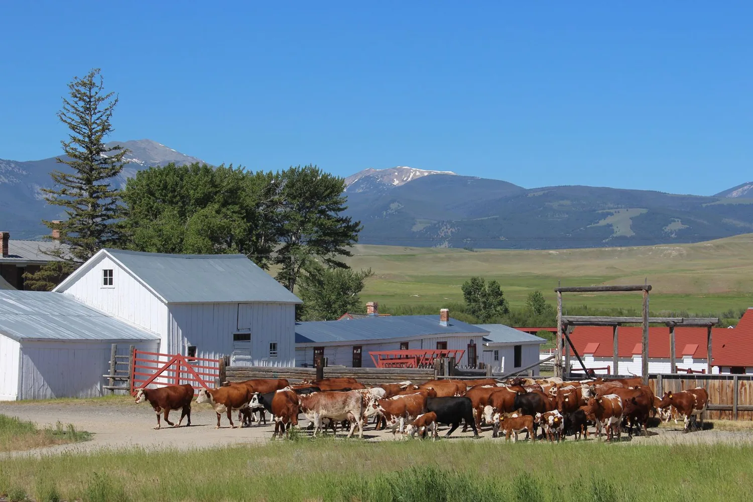 Herd of cattle moving from back right to front left in front of historic buildings
