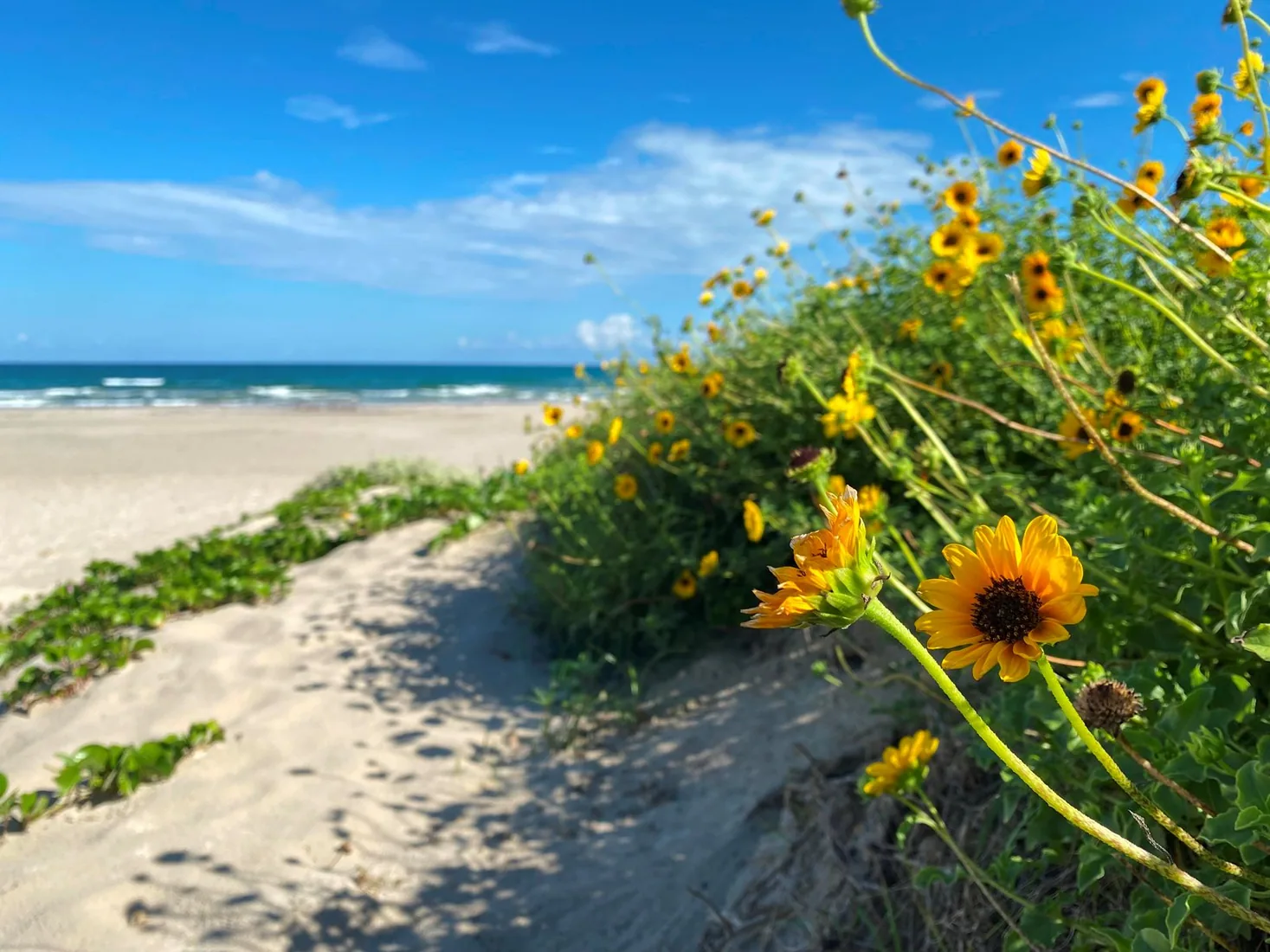 Yellow flowers bloom in the dunes along Malaquite Beach.