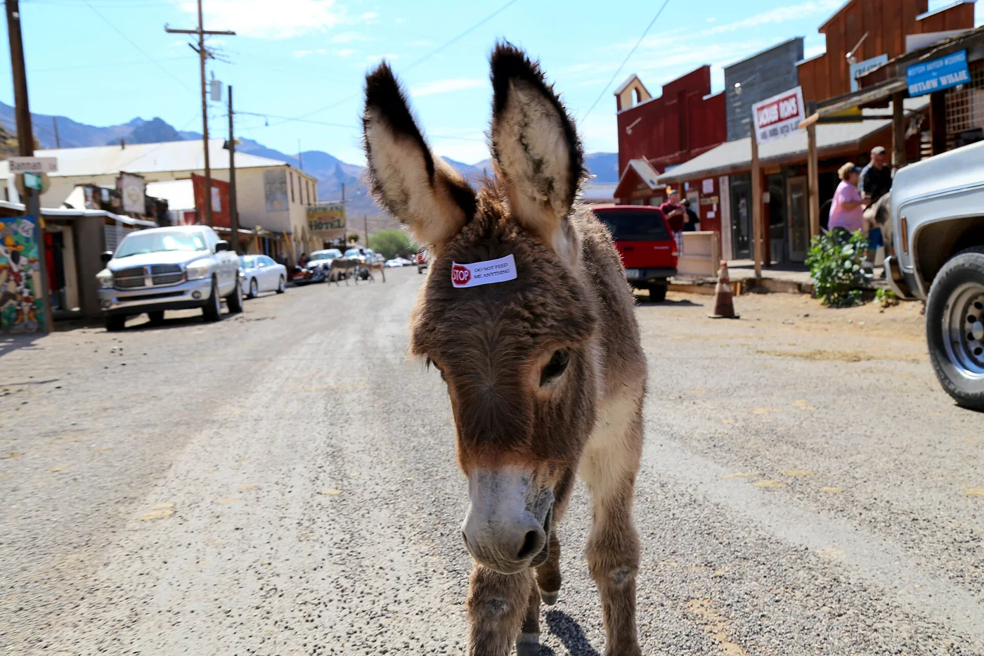 A burro on Oatman’s main street