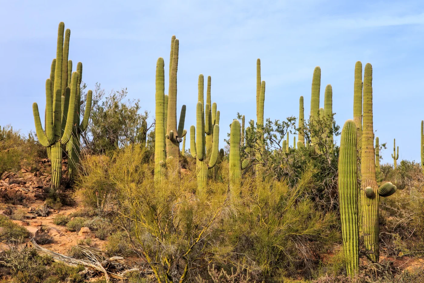 Saguaro National Park near Tucson