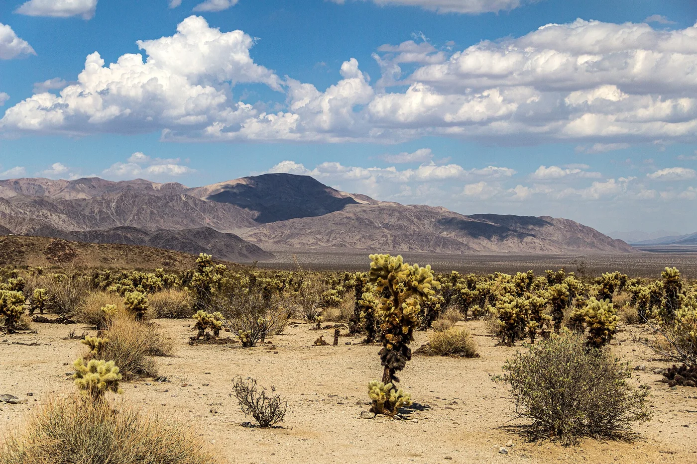 Desert landscape in Joshua Tree National Park