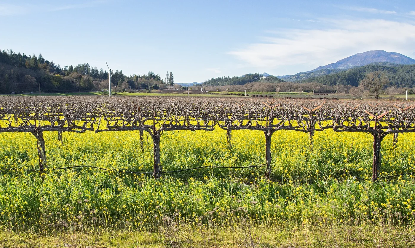 Vineyard landscape in Napa Valley