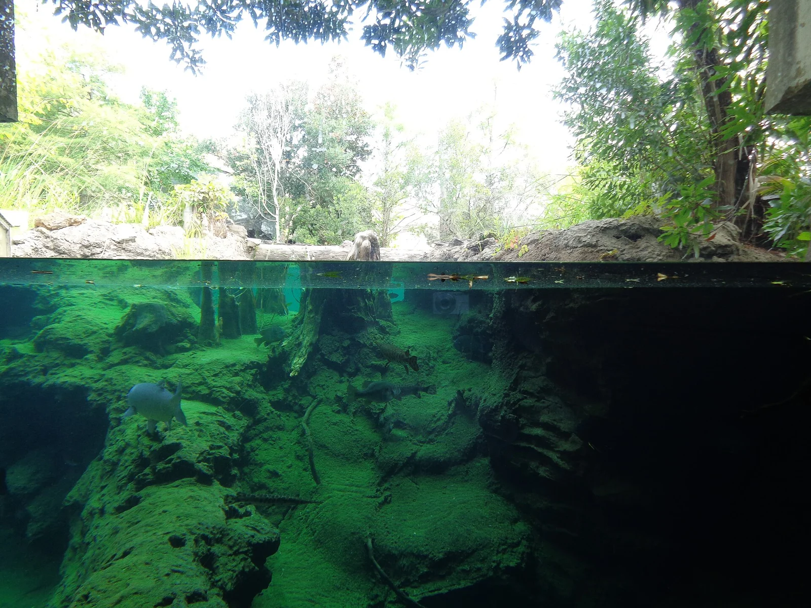 Aquatic exhibit at Flint RiverQuarium in Albany, Georgia