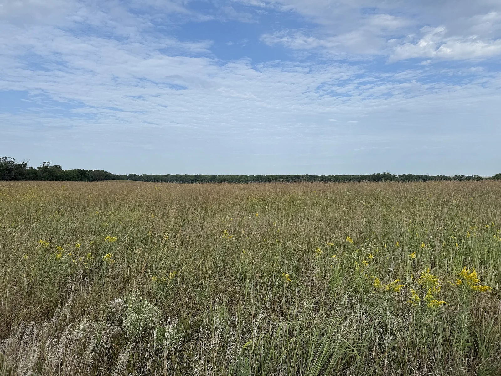 Restored tallgrass prairie at Homestead National Historical Park