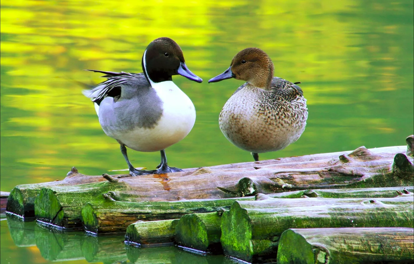 Ducks at Hopelands Gardens in Aiken