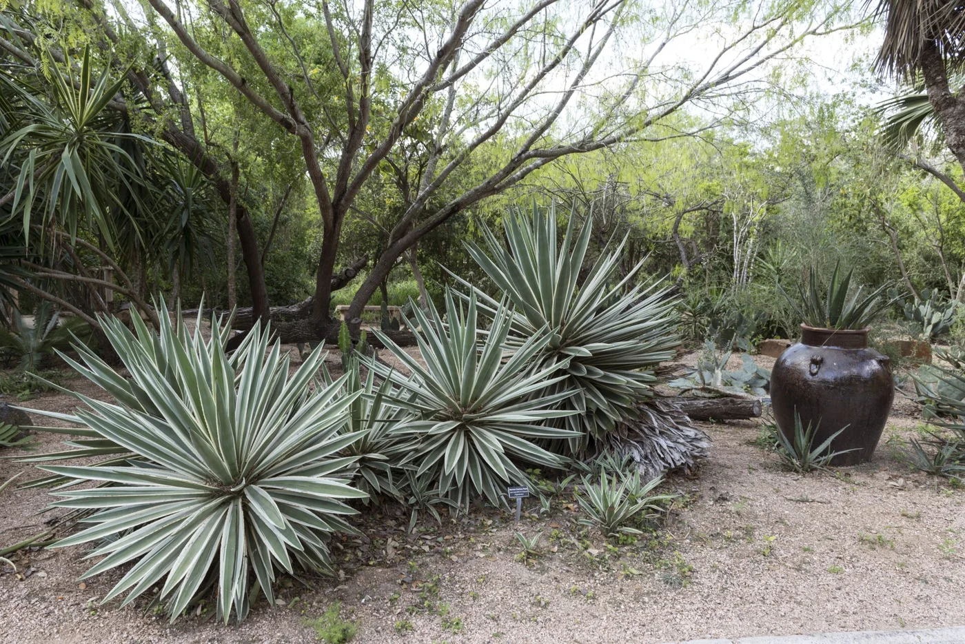 Garden grounds at Quinta Mazatlan in McAllen
