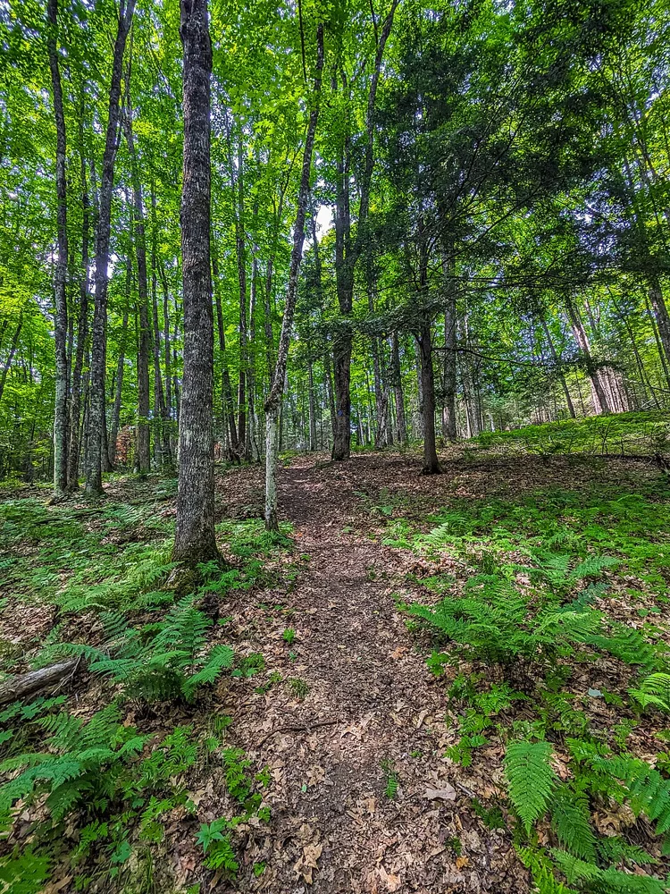 Anvil trail woodland in the Nicolet area; existing credited location photograph