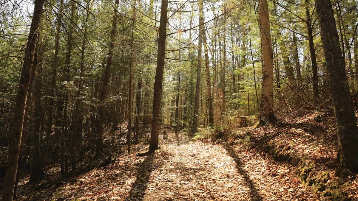 Woodland scene on the Raven Trail