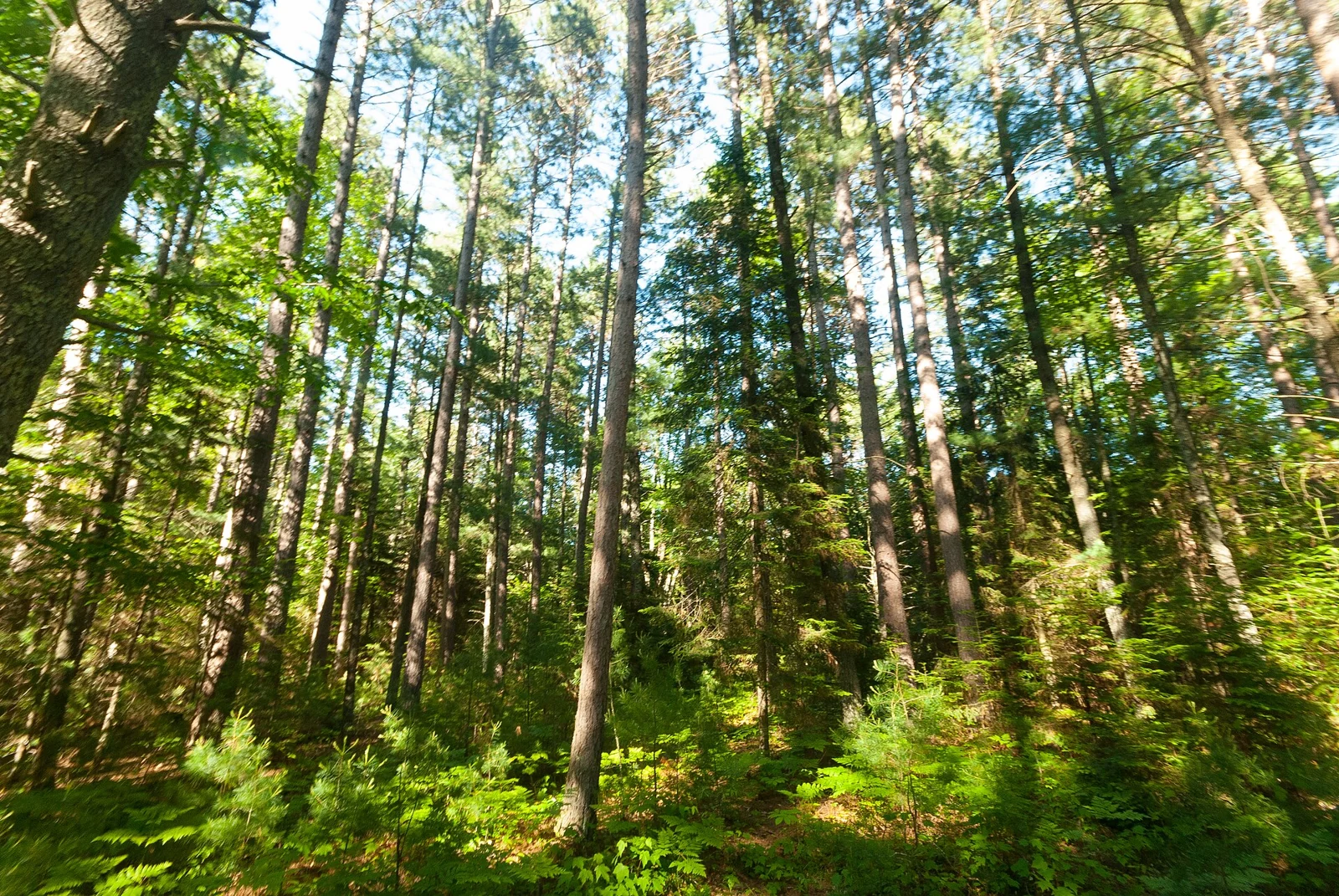 Sunlit forest at Sunrise Lake State Natural Area in the Nicolet National Forest