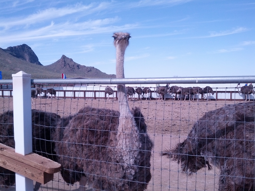 Picacho, Arizona.