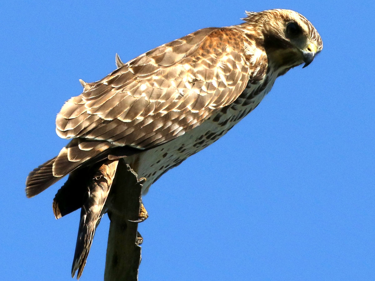 Red-shouldered hawk . Indiana Dunes National Park , Indiana , USA