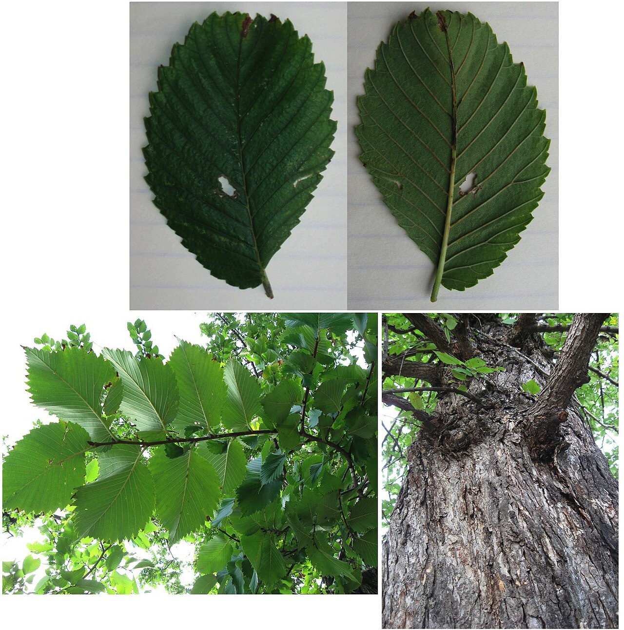 Ulmus Rubra or Ulmus Americana