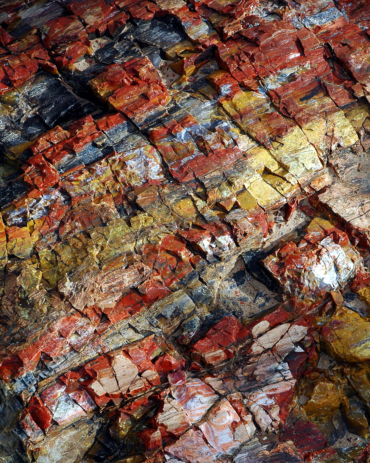 Petrified wood. Canyonlands National Park , Utah (USA).