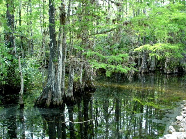 Everglades National Park, swamp, Florida, USA
