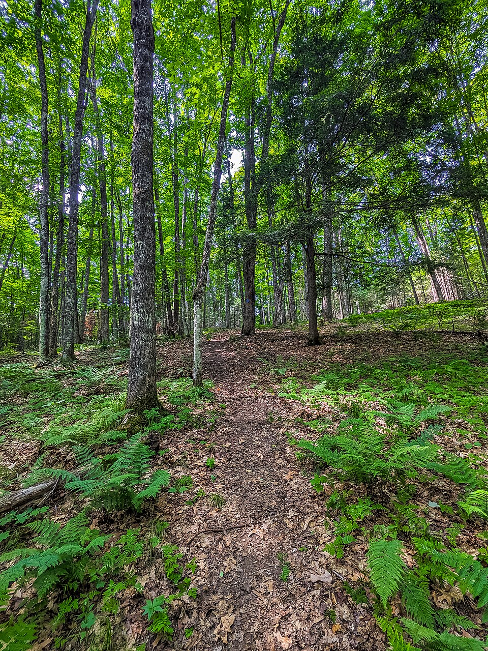 Forest path at Anvil Lake Trail