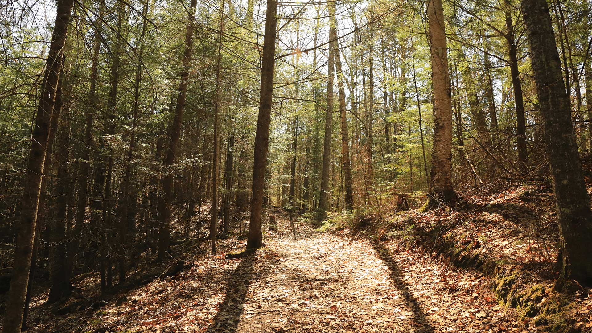 Woodland scene on the Raven Trail